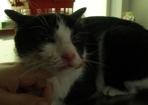 Kotek po leczniu nos wygląda już normalnie :-)