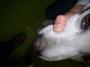 Labrador z dermatofitozą (grzybicą skóry)
