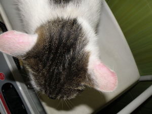 Kot z dermatofitozą wywołaną przez M. canis. zmiany dotyczyły małżowin usznych