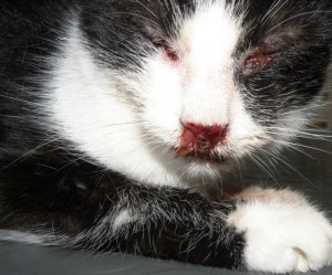 Kotek z auoimmunologiczną chorobą skóry - pęcherzycą zwykła ze zmianami na płytce nosa i połączniach skórno śluzówkowych 