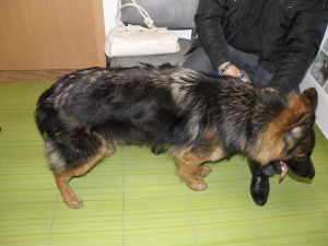 Ten sam pies po 2 miesiącach leczenia, w miejscach gdzie były wyłysienia widoczny odrost włosa