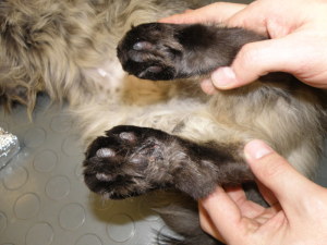 obrzęk opuszek kończyn u kota może wskazywać na plazmocytarne zapalenie opuszek