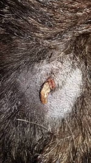 Róg skóry u owczarka nimieckiego, tego typu zmiany pojawiają się u starszych zwierząt, wymagają usunięcia hirurgicznego