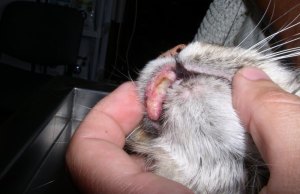 wrzód eozynofilowy u kota na tle alergii (AZS), choroba ta jest cześcią zepołu eozynofilowego kotów. więcej można dowiedzieć się na ten temat w dziale do pobrania