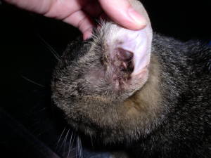 Zapalenie przewodu słuchowego wywołane przez Otodectes cynotis - świerzbowca usznego. Wile kotów wychodzących cierpii na tą chorobę zarażając się od innych kotów